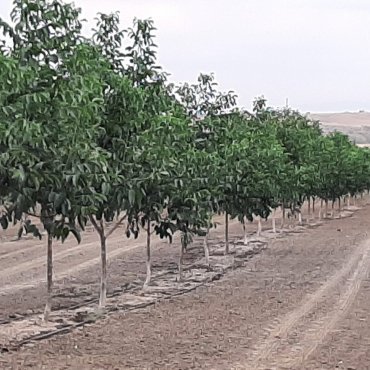 Ümumi bağlarımız