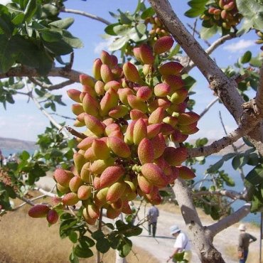 Püstə bağları 