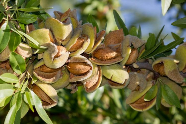 Badam ağacı necə əkilir?