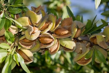 Badam ağacı necə əkilir?