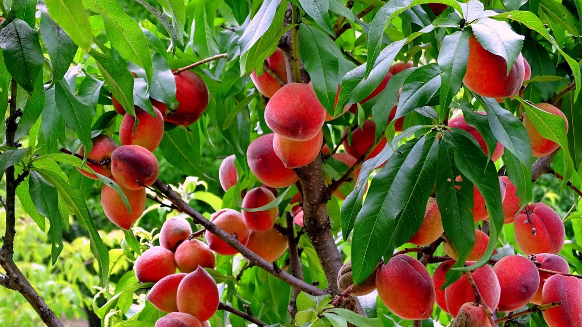 Şaftalı ağacı necə əkilir və yetişdirilir?