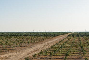 Zeytun bağı necə salınır? Addım-addım əkin qaydaları