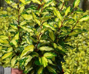 Elaeagnus Ebbingei 