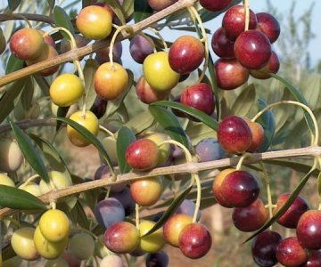 Zeytun tingi Arbequina 