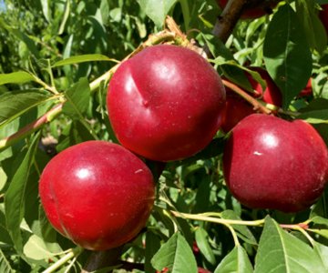 Nektarin tingi Big Boreal