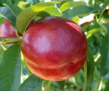 Nektarin tingi Extreme Red
