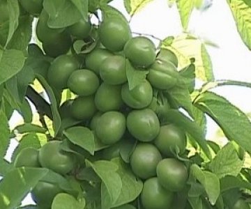 Alça tingi Göycə