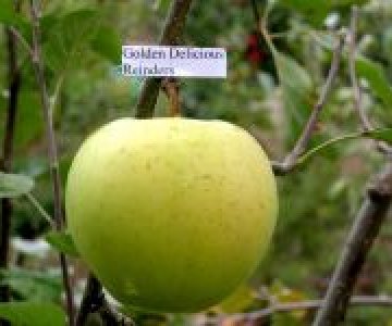 Alma tingi Qolden Delişes