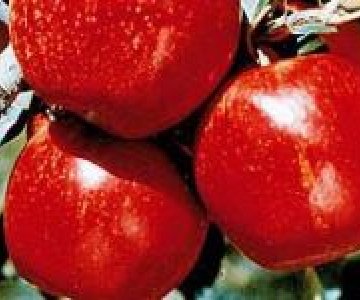 Alma tingi Qala Qalaksi