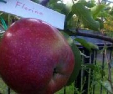 Alma tingi Florina