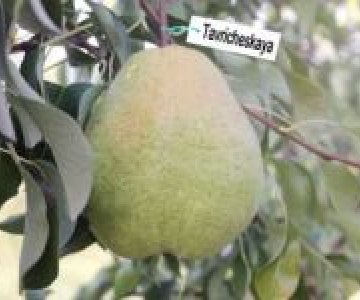 Armud tingi Tavriçeskaya