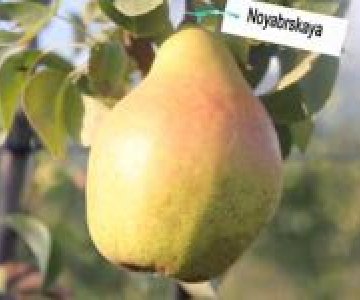 Armud tingi Noyabrskaya