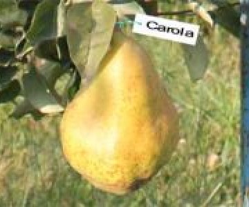 Armud tingi Karola