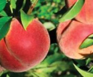 Şaftalı tingi Fleminq Fyuri