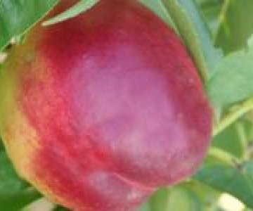 Şaftalı tingi Har Bleyz