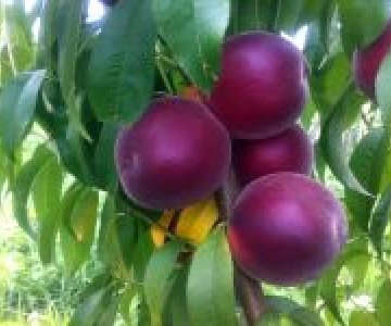 Şaftalı tingi Qloriya