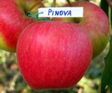 Alma tingi Pinova
