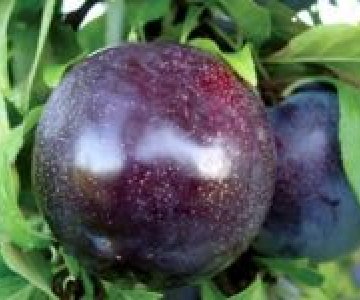Gavalı tingi Blak Amber