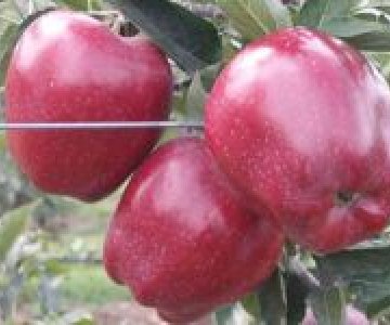 Alma tingi Super Red Çif