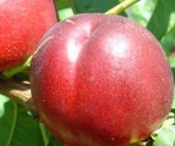 Şaftalı tingi Biq Banq