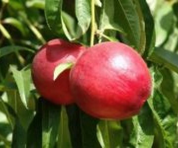 Şaftalı tingi Venus