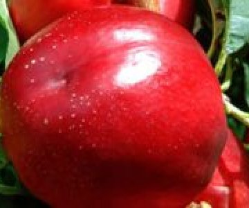 Şaftalı tingi Erly Bomba